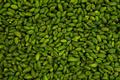 pistachio kernel